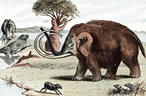 Paleontology Prints: Woolly mammoth (Mammuthus), 1892