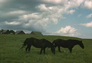 Meadow Gallery: Work horses near Junction City, Kansas, 1942 or 1943. Creator: Louise Rosskam