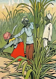 Sugar Cane Collection: At Work Among The Sugar-Canes, 1912. Artist: Charles Robinson