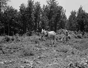 Mississippi United States Of America Prints: Working in the community garden, Hillhouse, Mississippi, 1937. Creator: Dorothea Lange