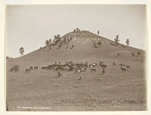 Working a little bunch in the hills, c. 1900. Creator: Laton Alton Huffman