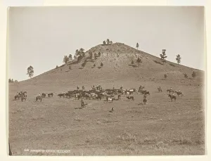 Working a little bunch in the hills, c. 1900. Creator: Laton Alton Huffman Working a little bunch in the hills, c. 1900. Creator: Laton Alton Huffman