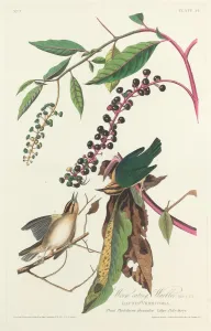 Warbler Prints: Worm-eating Warbler, 1828. Creator: Robert Havell