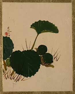 Shibata Gallery: Worm on Green Leaved Plant. Creator: Shibata Zeshin