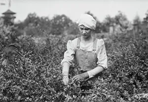 Invertebrate Prints: Worming, Belmont Farm for girls, between c1910 and c1915. Creator: Bain News Service