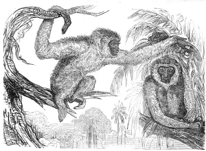 Monkies Prints: The Wou-wou, or silvery gibbons, 1845. Creator: Unknown