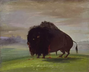 Bleeding Gallery: Wounded Buffalo, Strewing His Blood over the Prairies, 1832-1833. Creator: George Catlin