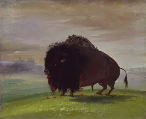 American West Gallery: Wounded Buffalo, Strewing His Blood over the Prairies, 1832-1833. Creator: George Catlin