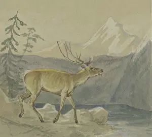 Antler Prints: A wounded stag seeks refreshment at a mountain lake