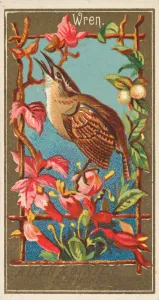 Calling Prints: Wren, from the Birds of America series (N4) for Allen & Ginter Cigarettes Brands