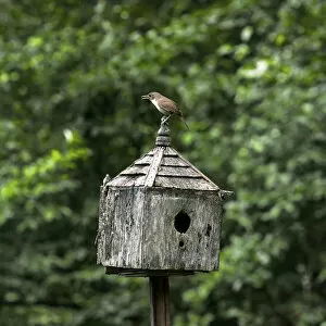 Perched Gallery: Wren On House. Creator: Tom Artin