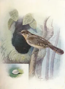Wryneck - I ynx torquil la, c1910, (1910). Artist: George James Rankin