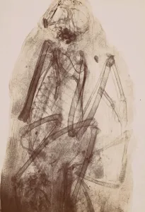 Mummification Prints: [X-Ray of the Mummy of a Raptor], 1896. Creator: Henri van Heurck