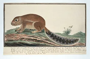 Sketch Book Prints: Xerus inauris (Cape ground squirrel), 1777-1786. Creator: Robert Jacob Gordon