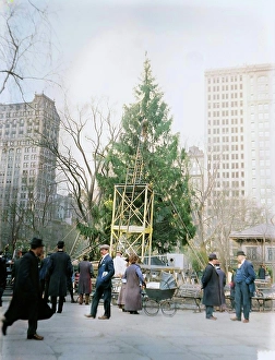 Decorating Prints: Xmas tree in Madison Sq. Park, N.Y.C. between c1910 and c1915. Creator: Bain News Service