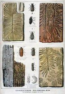 Harmful Prints: Xylophagous insects that are destructive to forests, 1897. Artist: F Meaulle