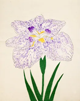 Clump Prints: Yamato-Nishiki, No. 31, 1890, (colour woodblock print)
