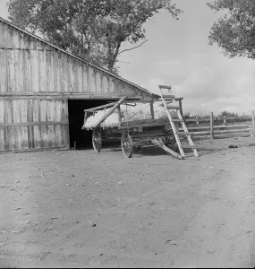 Cotton Bolls Prints: Yard barn and cotton wagon on small California cotton farm