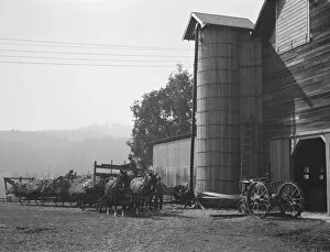 Corn Collection: Yard of one of the eight cooperating farmers... near West Carlton, Yamhill Country, Oregon, 1939