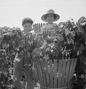 Grandmother Gallery: Eleven year old boy and his grandmother, migratory... near Independence, Polk County, Oregon, 1939