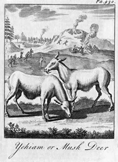 Yehiam or Musk Deer, c18th century