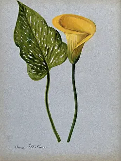 Single Stem Prints: Yellow arum lily (Zantedeschia elliottiana): inflorescence and leaf Creator: Unknown