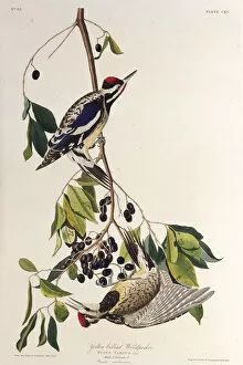 Audubon Gallery: The yellow-bellied sapsucker. From The Birds of America, 1827-1838. Creator: Audubon