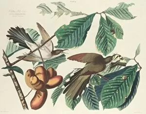 Catching Gallery: Yellow-billed Cuckoo, 1827. Creator: William Home Lizars