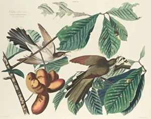 Audubon John James Laforest Prints: Yellow-billed Cuckoo, 1827. Creator: William Home Lizars