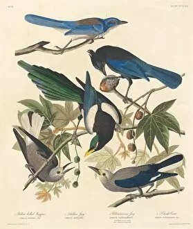 Magpie Gallery: Yellow-billed Magpie, Stellers Jay, Ultramarine Jay and Clarks Crow, 1837