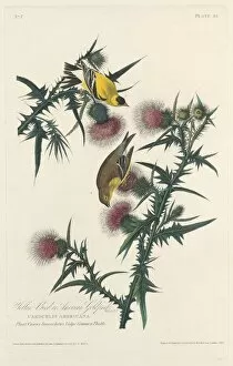 Yellow Bird or American Goldfinch, 1828. Creator: Robert Havell