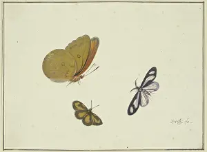 Natural History Prints: A yellow, a black-and-yellow, and a black-and-white butterfly