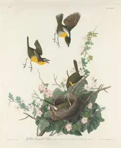 Robert Havell Prints: Yellow-breasted Chat, 1832. Creator: Robert Havell