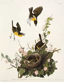 Audubon Gallery: The yellow-breasted chat. From The Birds of America, 1827-1838. Creator: Audubon