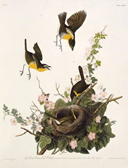 The yellow-breasted chat. From The Birds of America, 1827-1838. Creator: Audubon