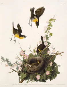 The yellow-breasted chat. From The Birds of America, 1827-1838. Creator: Audubon