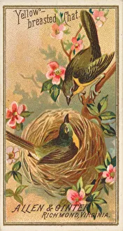 Yellow-breasted Chat, from the Birds of America series (N4) for Allen &