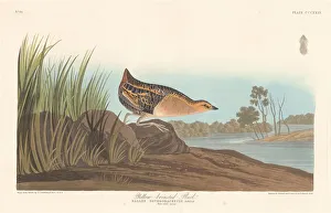 Robert Havell Prints: Yellow-breasted Rail, 1836. Creator: Robert Havell