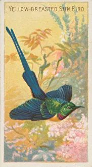 Yellow-Breasted Sun Bird, from the Birds of the Tropics series (N5) for Allen &