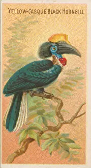 Crested Gallery: Yellow-Casque Black Hornbill, from the Birds of the Tropics series (N5) for Allen &
