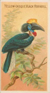 Tropical Prints: Yellow-Casque Black Hornbill, from the Birds of the Tropics series (N5) for Allen &amp