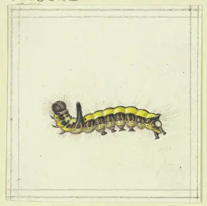 Natural History Prints: A yellow caterpillar, late 17th century. Creator: Herman Henstenburgh