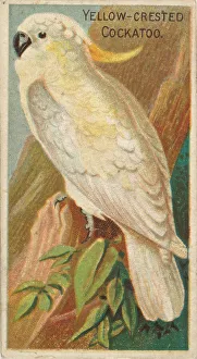 Cockatoo Prints: Yellow-Crested Cockatoo, from the Birds of the Tropics series (N5) for Allen &amp