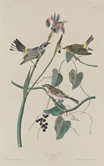 Warbler Prints: Yellow-crown Warbler, 1832. Creator: Robert Havell