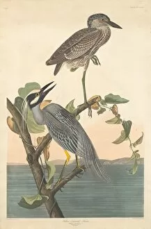Ardeidae Gallery: Yellow-crowned Heron, 1836. Creator: Robert Havell