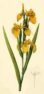 Natural History Prints: Yellow Flag, 1808, (1944). Creator: Pierre-Joseph Redoute