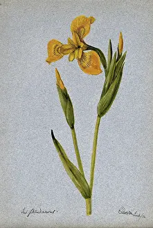 Freesia Prints: Yellow flag (Iris pseudacorus): flowering stem, 1904. Creator: Unknown