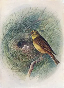 Yellow-Hammer or Yellow-Bunting - Emberi za citrinel la, c1910, (1910). Artist: George James Rankin