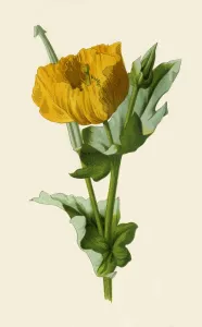 Hulme Prints: Yellow Horned Poppy, 1877. Creator: Frederick Edward Hulme