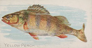 Yellow Perch, from the Fish from American Waters series (N8) for Allen &